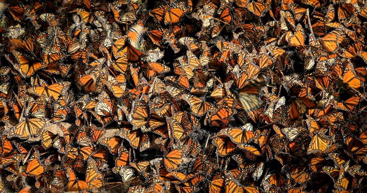 Nature & Animals Trivia Question