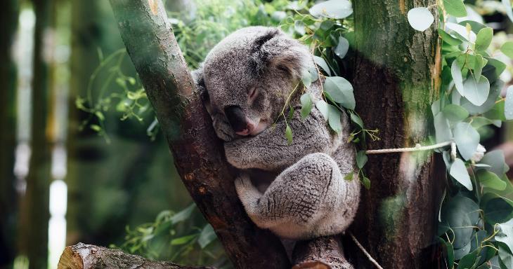 Nature & Animals Trivia Question