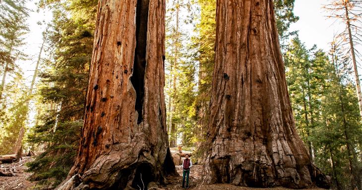 Nature & Animals Trivia Question