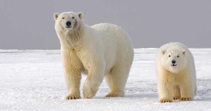 Nature & Animals Trivia Question