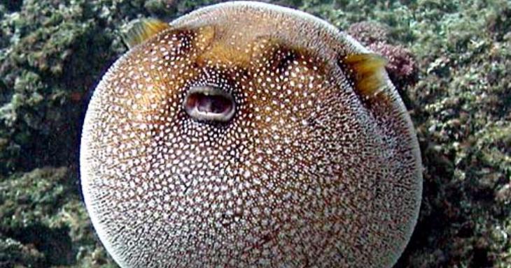 Nature & Animals Trivia Question